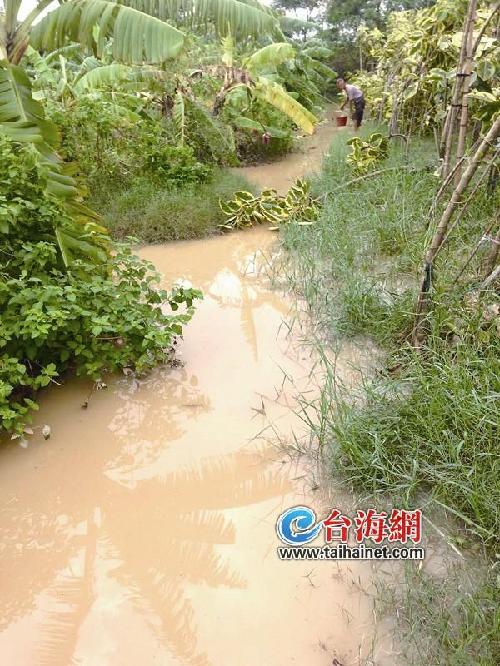 漳州：水闸损坏海水倒灌 数十亩农田1天淹2次
