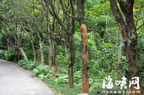 白蚁泛滥！福州福道旁 成排大树遭虫害