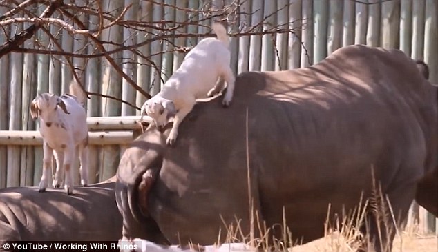南非聪明山羊为吃高处树叶 巧将犀牛背当支架