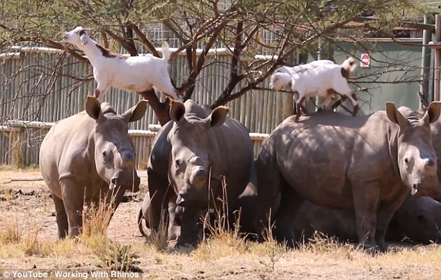 南非聪明山羊为吃高处树叶 巧将犀牛背当支架