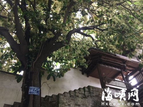 三坊七巷要种16棵大树 改善景区绿化面积
