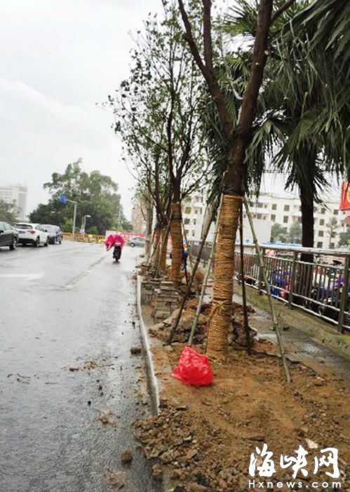 应对暴雨 晋安区暂停种树