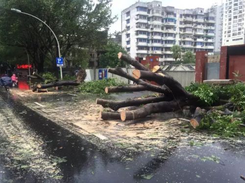 截至上午10点 园林部门重点清理倒伏树路段