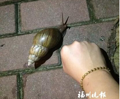 非洲大蜗牛惊现福清 专家：会携带病毒千万别吃 