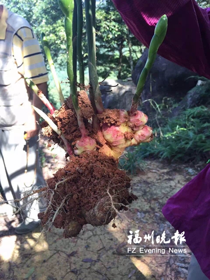 农场里数百株生姜开花 专家：不影响食用安全