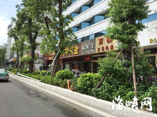 福州鼓屏路将种60余棵樟树苗 预计明年1月种完