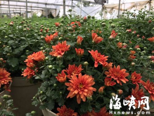 福州西湖菊展花苗初放 或下月8日开展