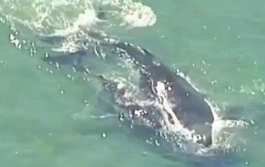动物界暖心一幕：座头鲸宝宝将搁浅母鲸推回大海