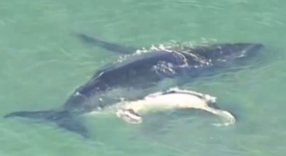 动物界暖心一幕：座头鲸宝宝将搁浅母鲸推回大海