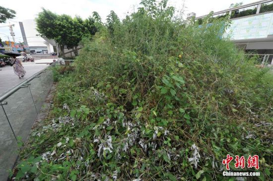 福州闹市区明代古城墙 杂草从生