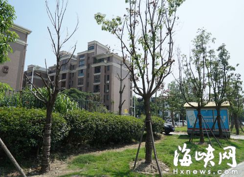 福州黄山公交站附近 11棵行道树干枯只剩树干