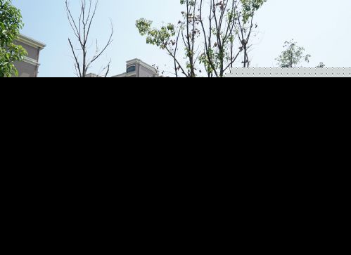 福州黄山公交站附近 11棵行道树干枯只剩树干