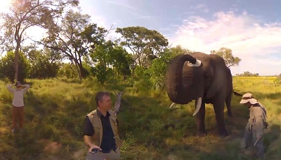 调皮！非洲象用鼻子将游客帽子吸走 戴自己头上