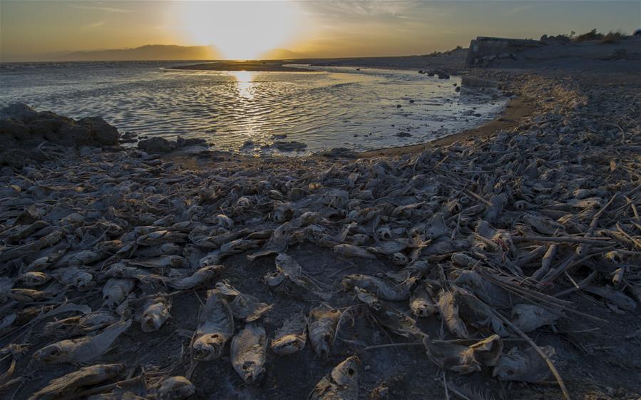 美国加州最大湖泊环境遭人为破坏 死鱼堆满岸边
