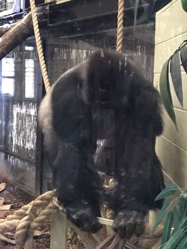 英国动物园一只大猩猩出逃 上演《猩球崛起》