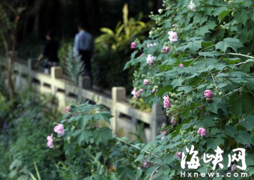 木芙蓉花色有白、粉、紫三种,很是可人
