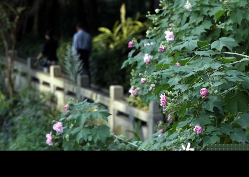 福州进入木芙蓉花季 其被称为防洪高手