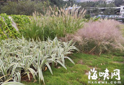 福道入口种草也能造景 每平方米绿化不到百元