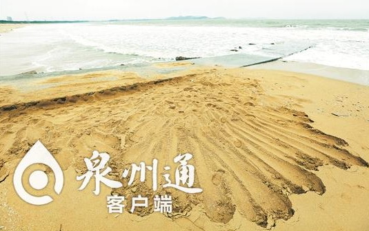 惠安美丽沙滩竟被采砂者破坏 现场惨不忍睹(图)