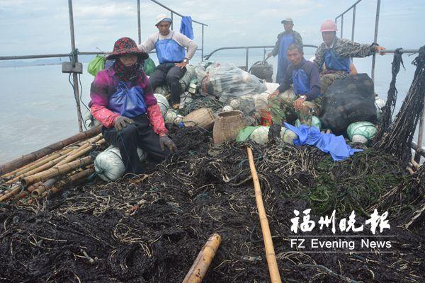50亩头水紫菜遭恶意破坏 福清养殖户损失超百万