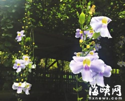 福州市光明港公园 美丽紫花有怪名