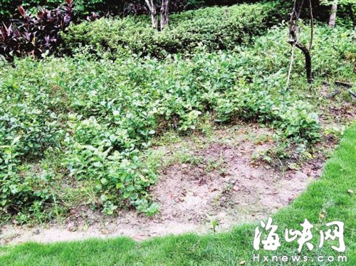 福州天泉路边有人夜间偷花 茉莉花被连根拔走