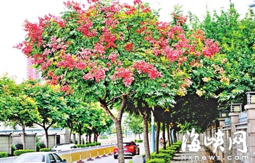 福州北浪路栾树花开金灿灿 扮靓榕城之秋 
