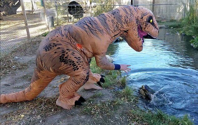 美国动物园管理员假扮成“霸王龙” 戏弄真鳄鱼