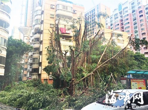 福州东辉花园大榕树被剪秃 业主急得报警