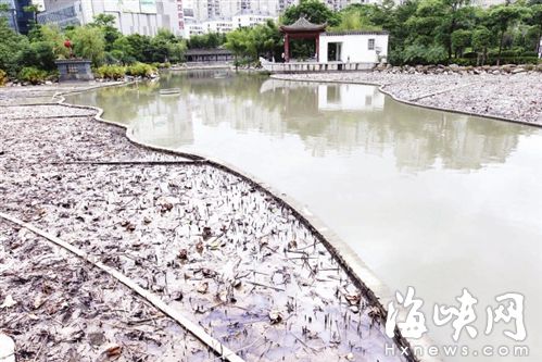 福州茶亭公园7年首次清塘 今日闭园