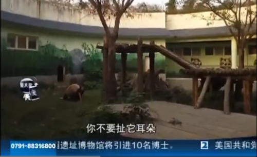 男子和大熊猫扭打视频现场图片 南昌动物园提醒游客注意安全（2）