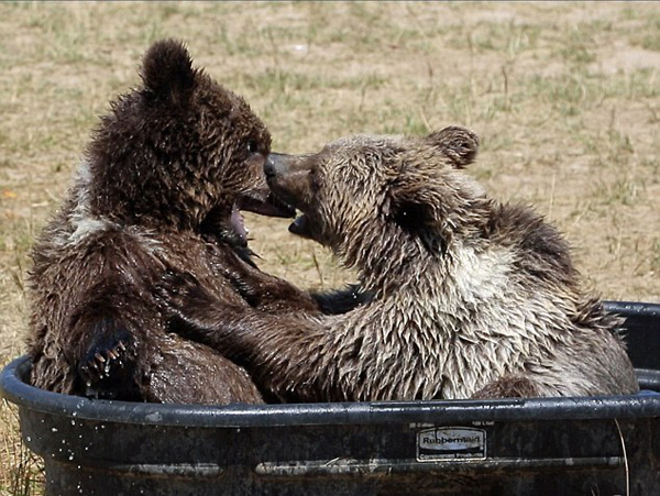 美国两只棕熊宝宝浴缸中欢快嬉闹 玩得不亦乐乎