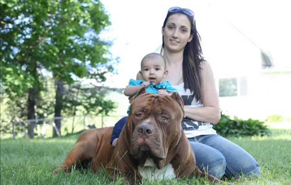 美国夫妇让全球最大斗牛犬照顾三个月大婴儿