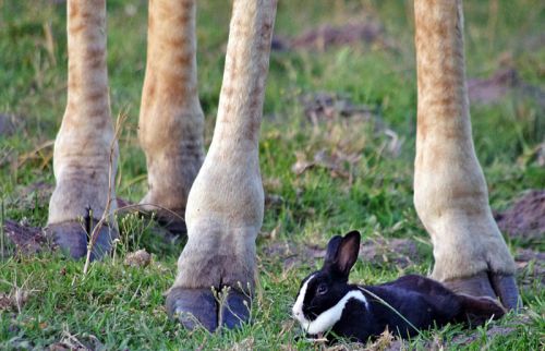 温馨有爱！南非动物园家兔与长颈鹿一起玩耍互动