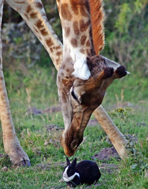 温馨有爱！南非动物园家兔与长颈鹿一起玩耍互动