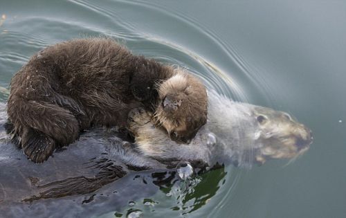 美加州近海 小海獭躺妈妈身上一起游泳温馨可爱