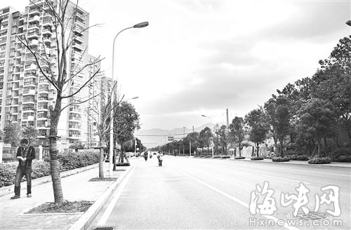 福州东浦路半年前种的樟树 二十多棵枯死了