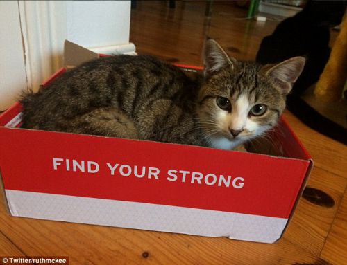 宠物猫纸盒中打盹儿照片走红网络 无不让人喜爱