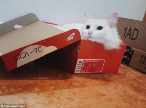 宠物猫纸盒中打盹儿照片走红网络 无不让人喜爱
