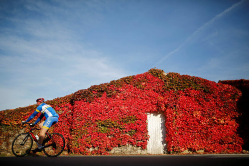 法国西部迎多彩深秋：爬山虎“染红”整面墙壁