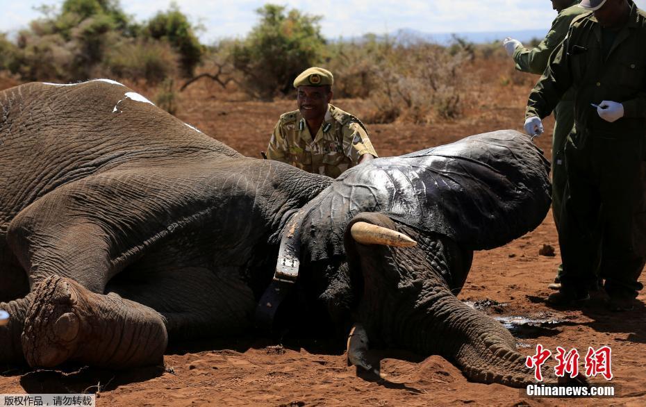 肯尼亚野生动物保护组织为大象安装先进卫星追踪圈