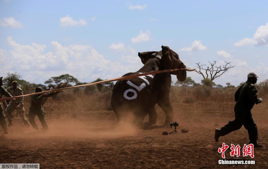 肯尼亚野生动物保护组织为大象安装先进卫星追踪圈