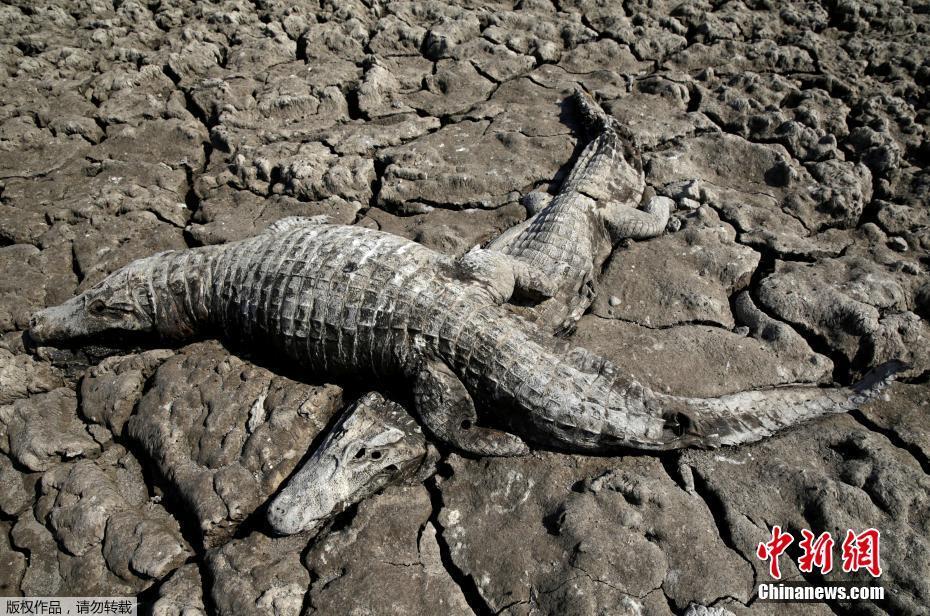 巴拉圭河流历经19年终干涸 成群鳄鱼缺水成干尸