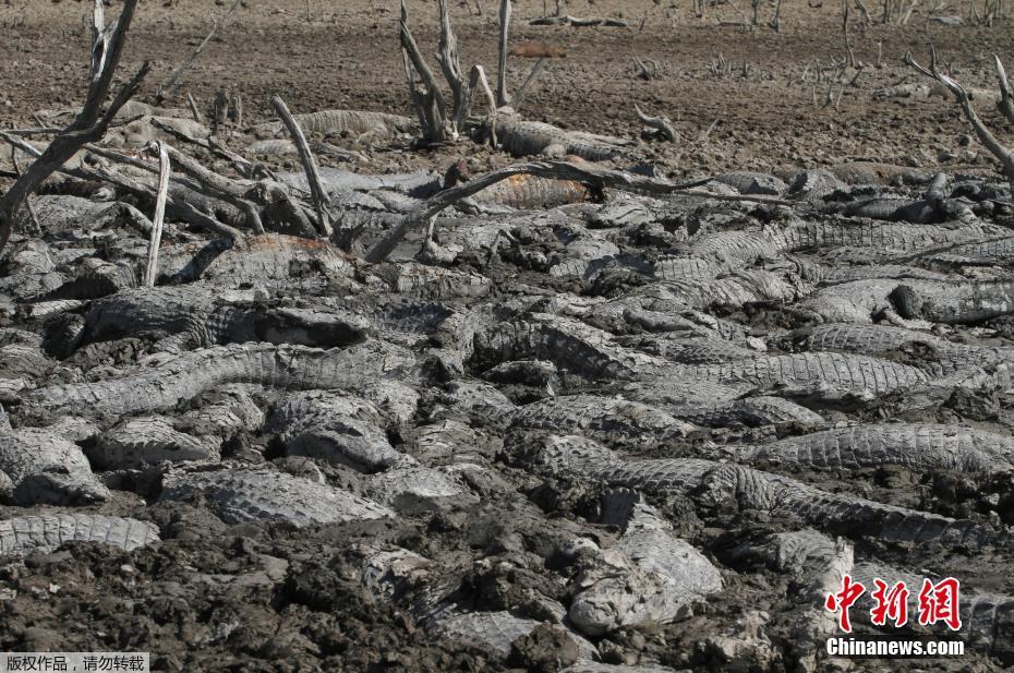 巴拉圭河流历经19年终干涸 成群鳄鱼缺水成干尸