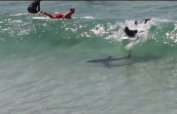 澳大利亚旅游胜地男子冲浪时 水下惊现一条鲨鱼