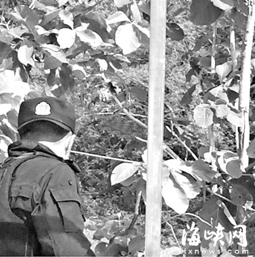 老虎躲在草丛深处，时隐时现，图片来源于“厦门广电”官方微博