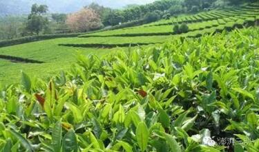 三明4县（区）被列入首批省级富硒农业产业开发重点县