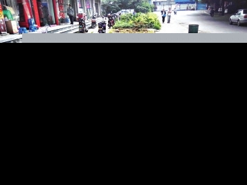 福州沁园路绿化带遭毁 7棵灌木被连根拔除(图)