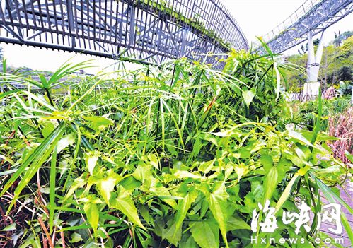 “植物杀手”薇甘菊入侵福道 今日将清理