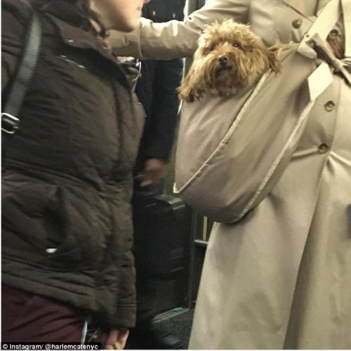 有趣！美国纽约乘客各出奇招 地铁带狗花样多